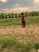 ក្មេងស្រុក ស្រែ