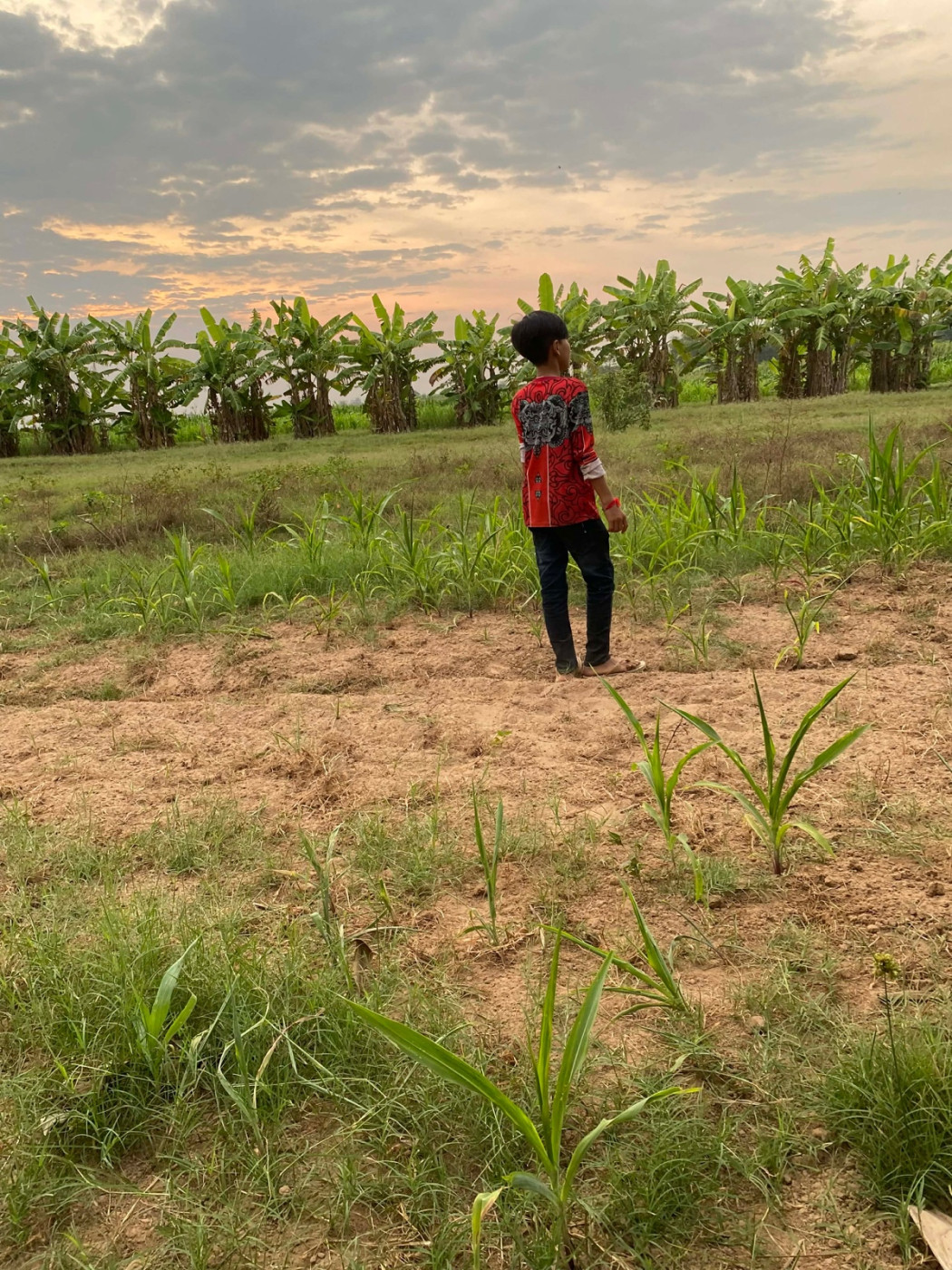 ក្មេងស្រុក ស្រែ