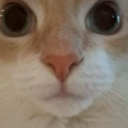Kushio Crycry