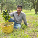ប៉ាវ លក់ក្រូច