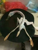 ហេងៗ