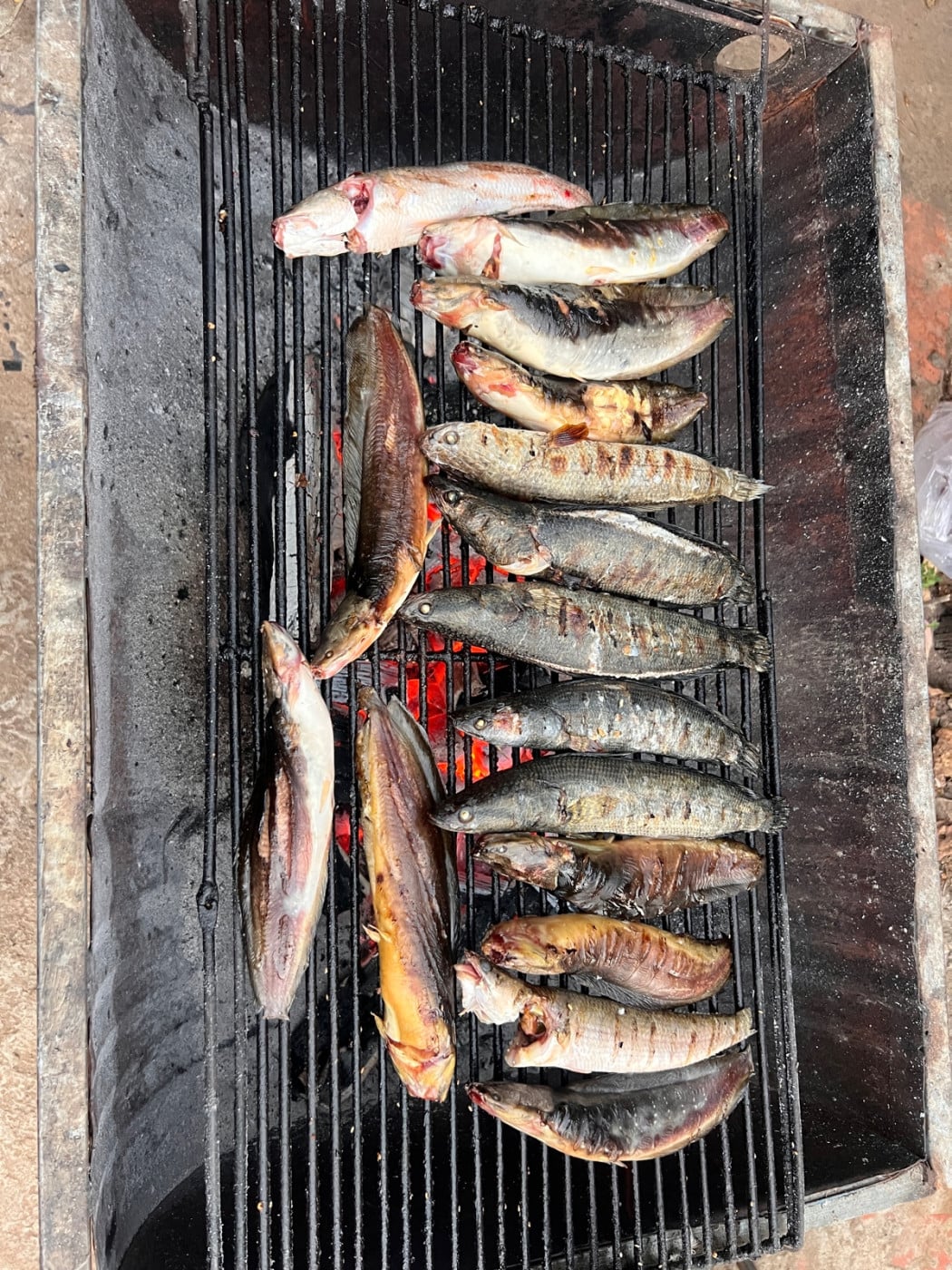 ពូ ទីន