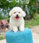 Nằm Pet Store