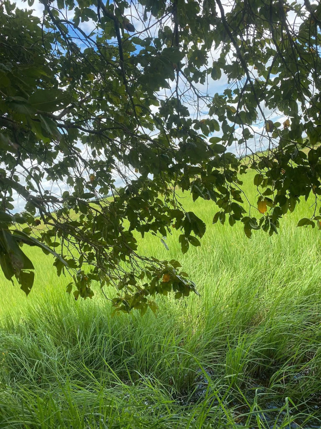 ជីវិតកសិករ p-ជីវិតកសិករ