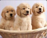 Mo NiTa Pet Store