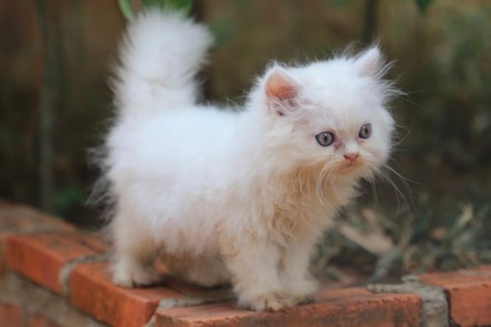 Mongkul Kitty