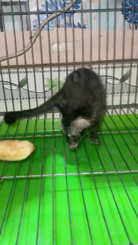 កូនសំពោច