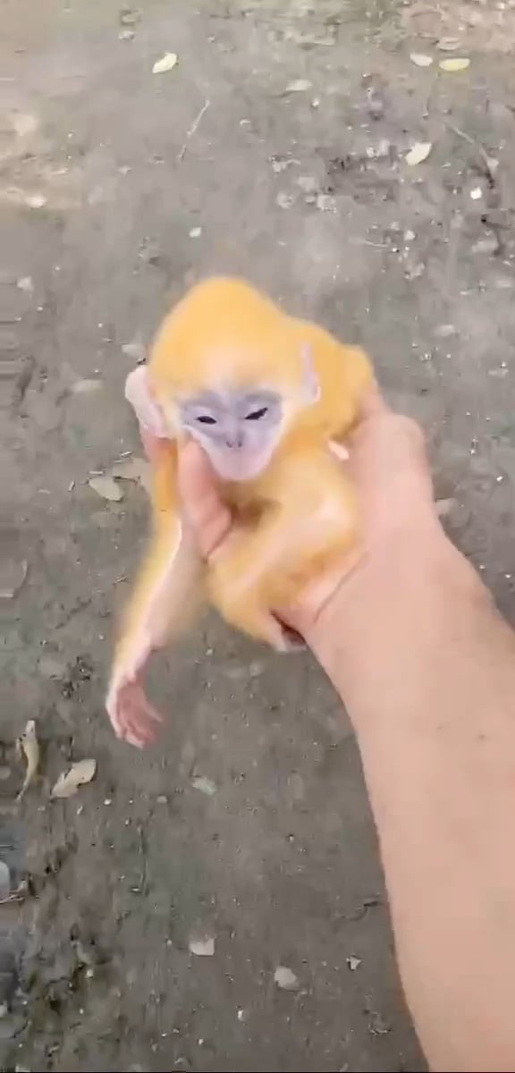 កូនស្វាព្រាម